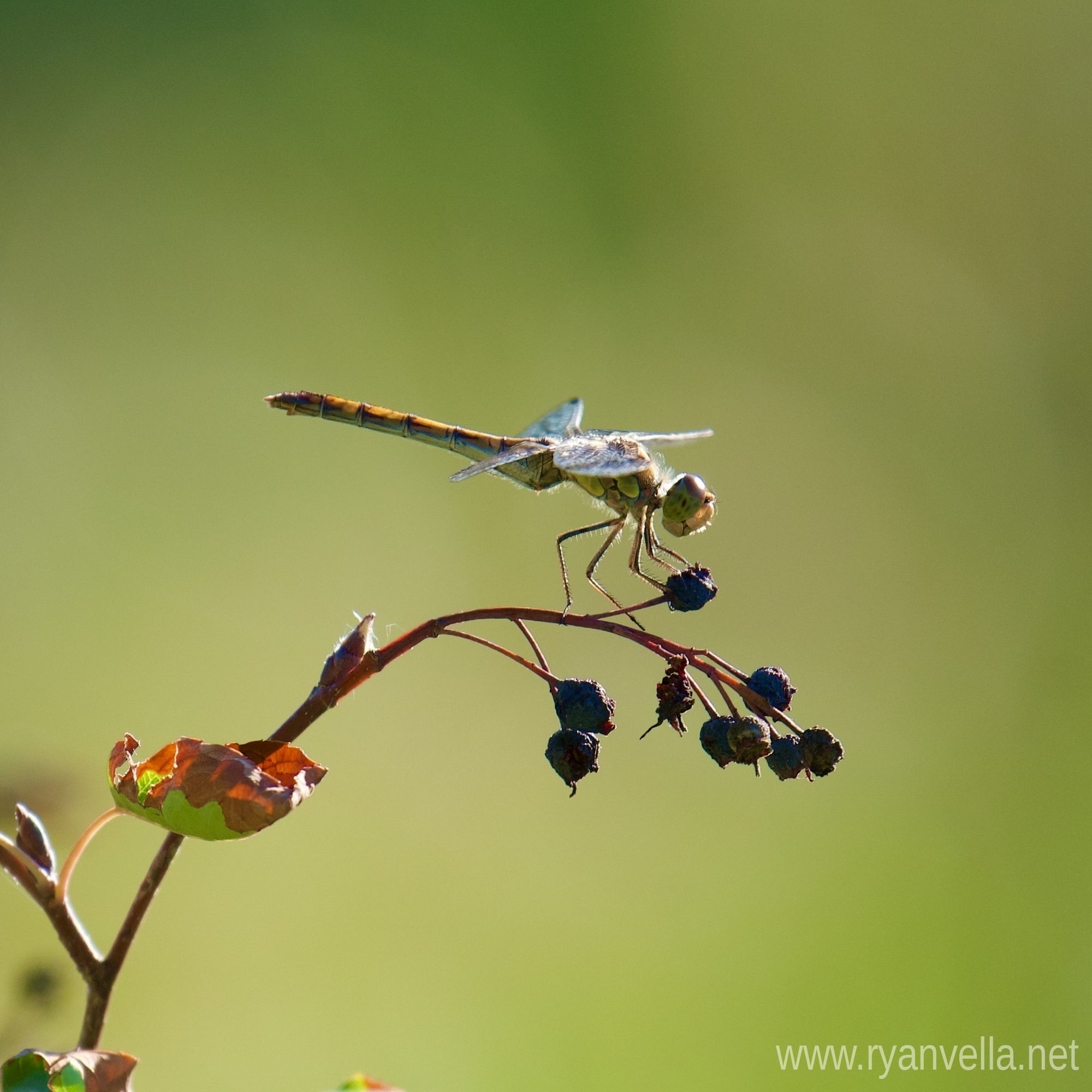 A dragonfly resting on a bramble stem against a green background