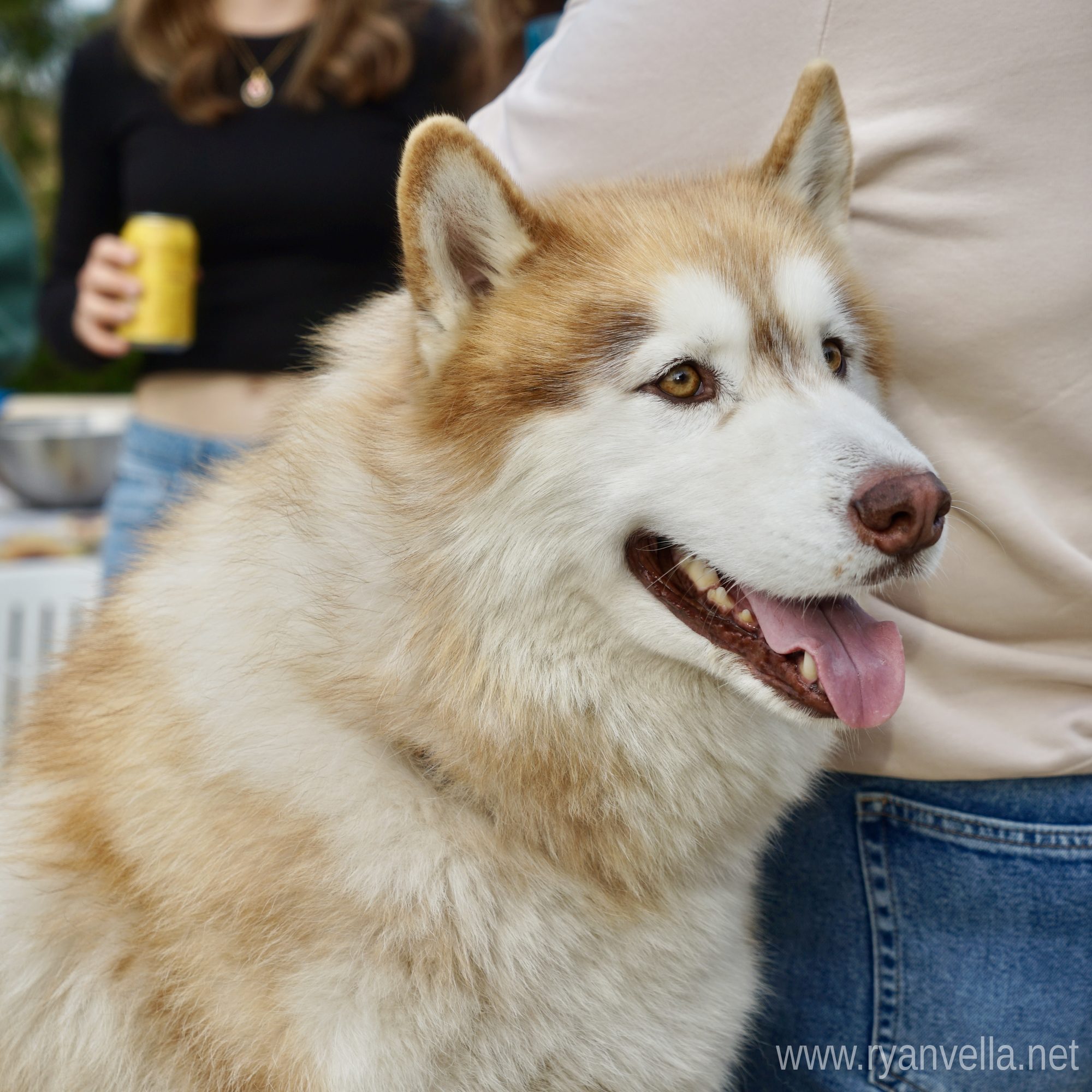 A red and white husky panting, photographed close up at an outdoor gathering