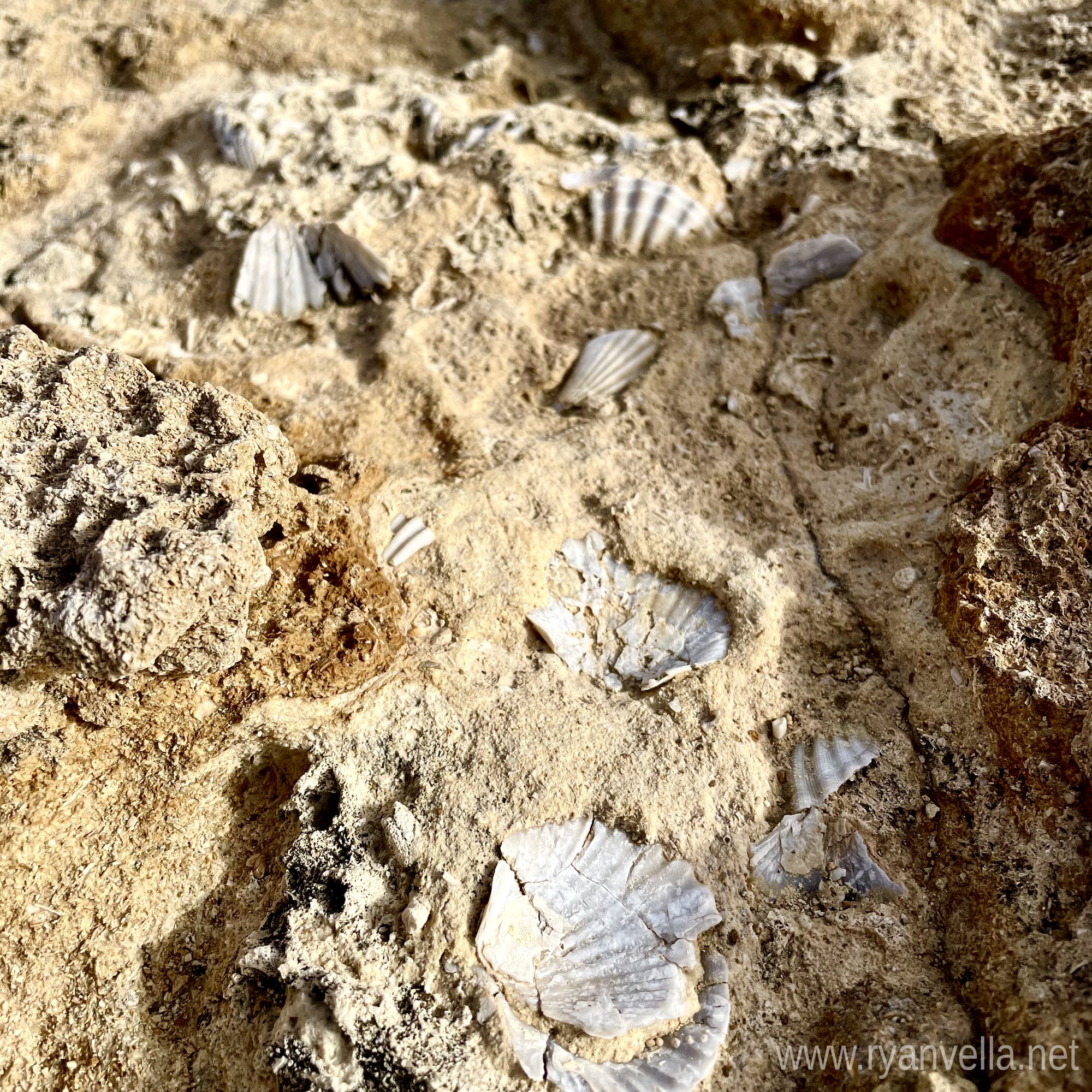 Fossilised scallop shells embedded in weathered pale limestone